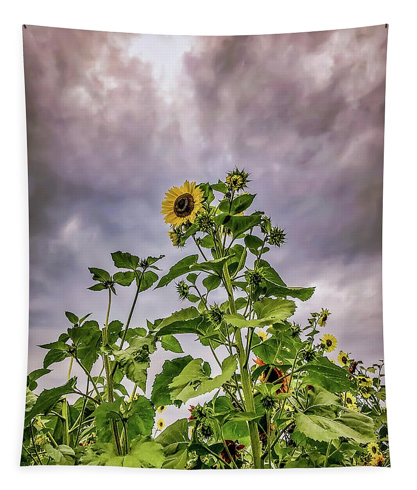 Sunflower Tapestry featuring the photograph Dramatic Sunflower by Anamar Pictures