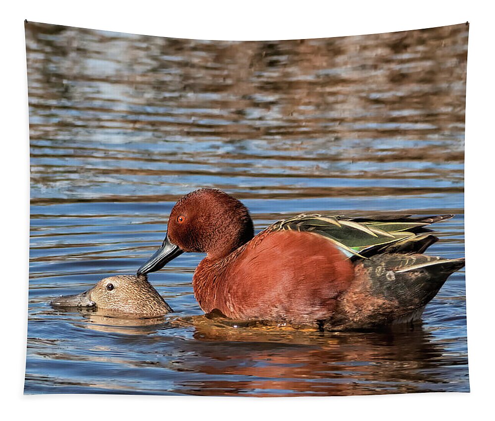 Cinnamon Teal Tapestry featuring the photograph Ducky Delight by Kathleen Bishop