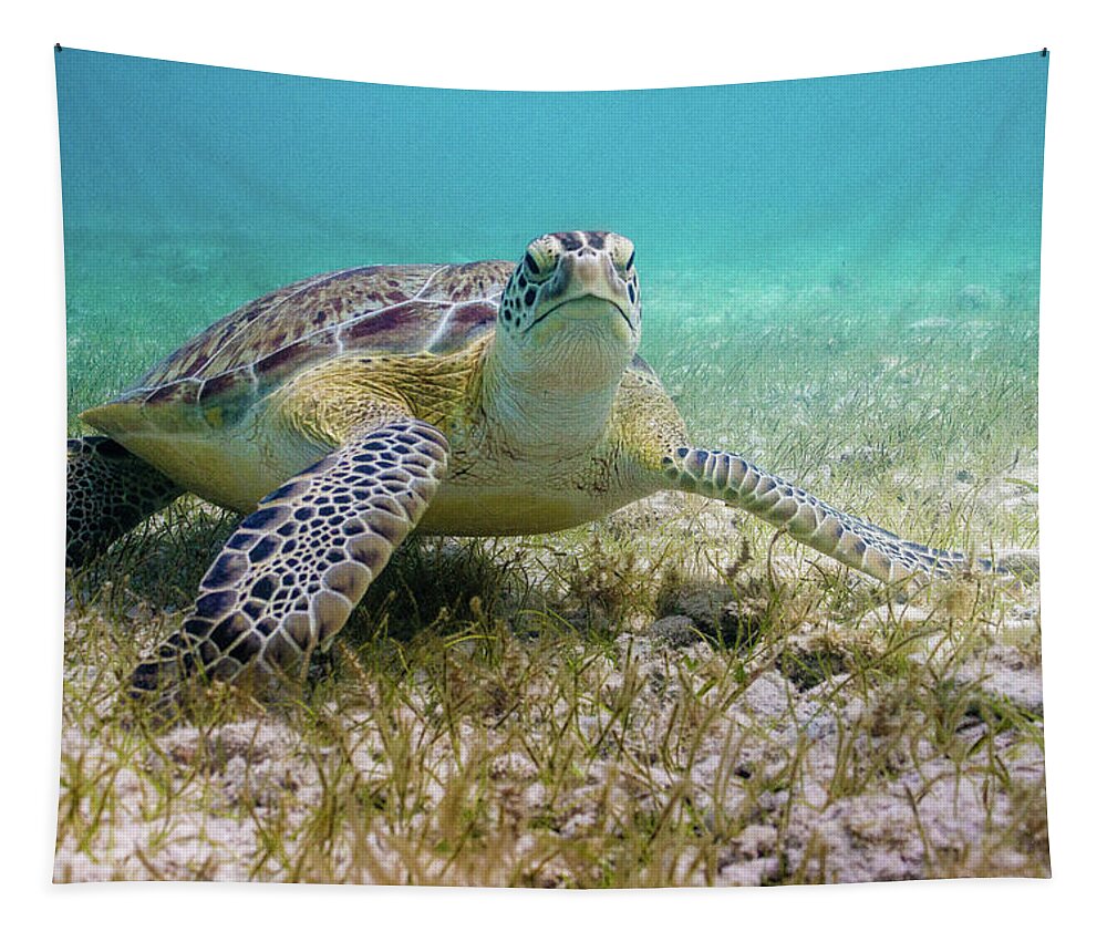 Turtle Tapestry featuring the photograph Dude by Lynne Browne