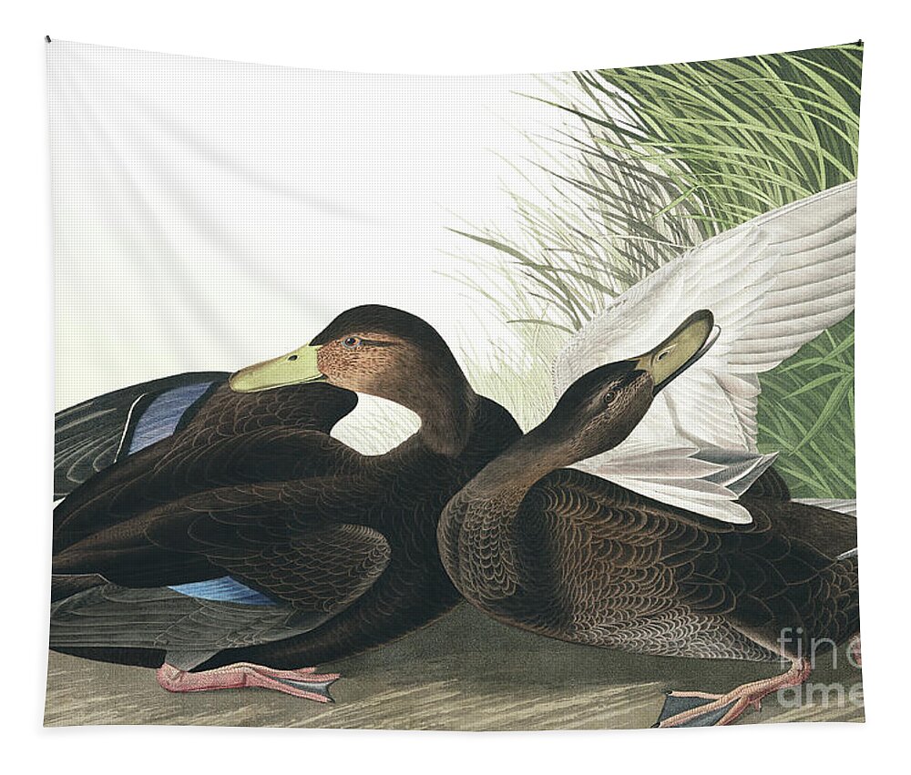 Duck Tapestry featuring the painting Dusky Duck, Anas Obscura by Audubon by John James Audubon