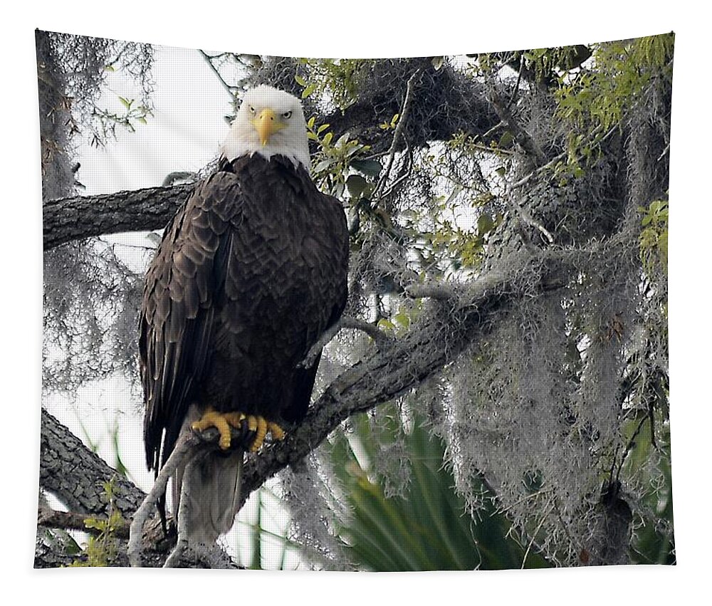 American Bald Eagle Tapestry featuring the photograph Eagle Eye by T Lynn Dodsworth