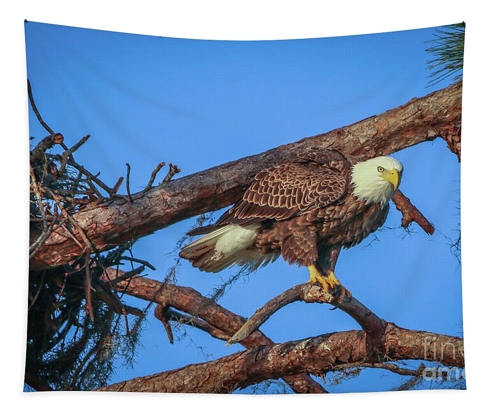Eagle Tapestry featuring the photograph Eagle Perch by Tom Claud