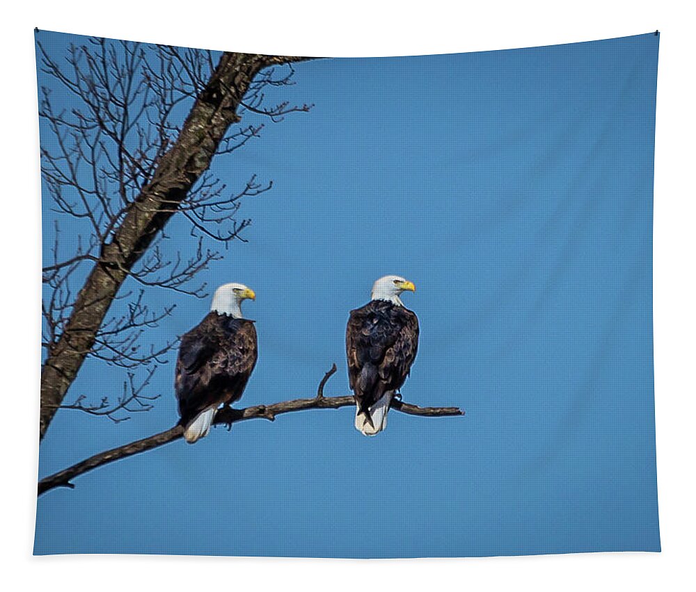 Eagle Tapestry featuring the photograph Eagles by David Wagenblatt