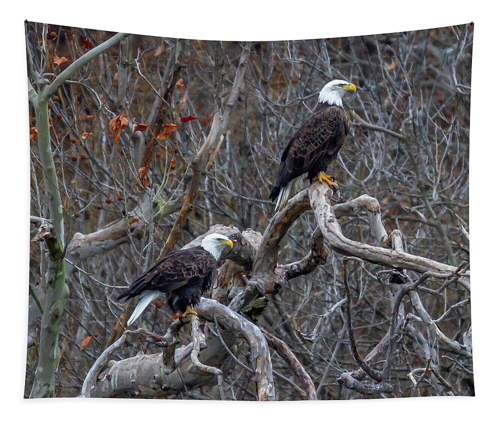 Eagle Tapestry featuring the photograph Eagles Watch by David Wagenblatt