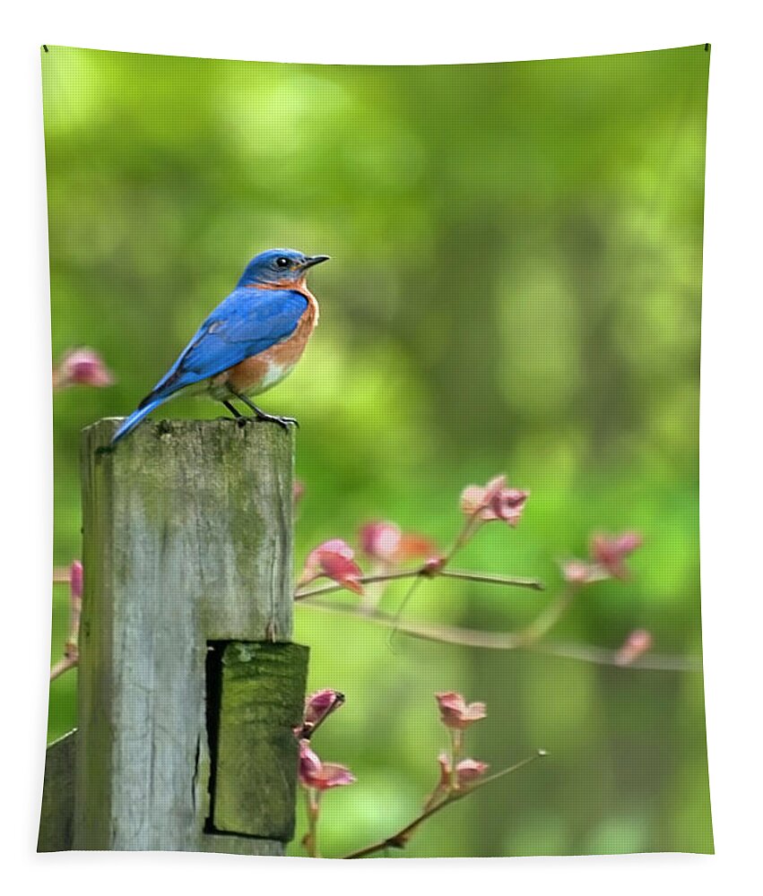 Bluebird Tapestry featuring the photograph Eastern Bluebird by Christina Rollo