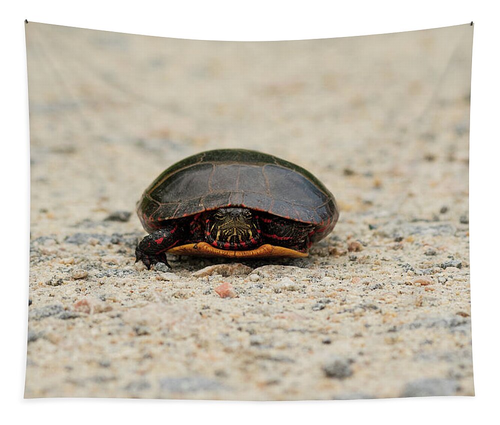 Eastern Red-bellied Turtle Tapestry featuring the photograph Eastern Red-Bellied Turtle by Rose Guinther