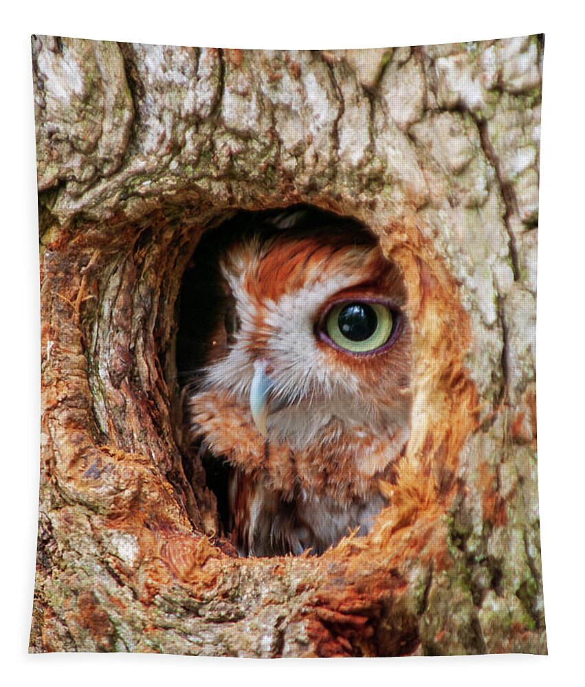 Birds Tapestry featuring the photograph Eastern Screech Owl by Louis Dallara