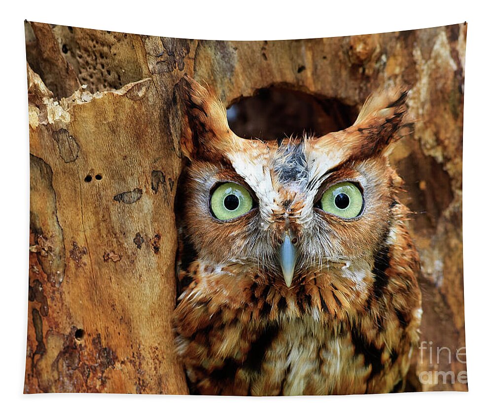 Owl Tapestry featuring the photograph Eastern Screech Owl Perched in a Hole in a Tree by Jill Lang