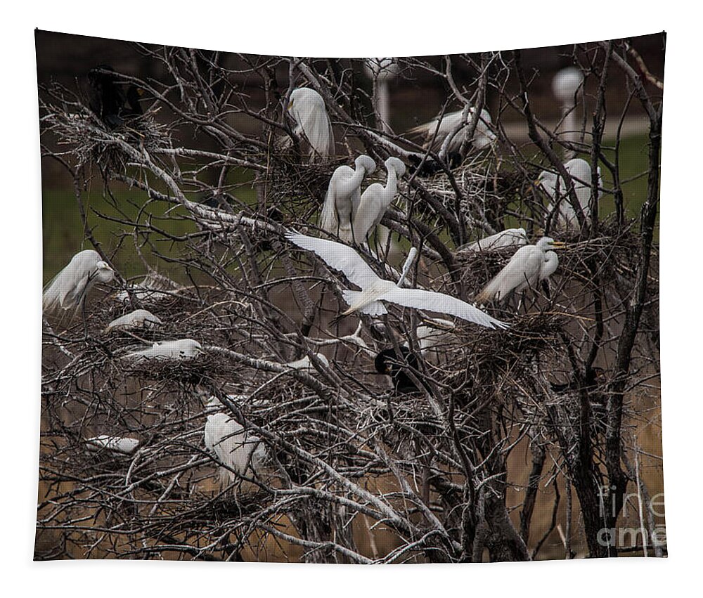White Egrets Tapestry featuring the photograph Egret for Karen by David Bearden