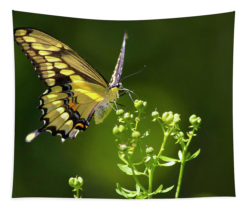 Butterflies Tapestry featuring the photograph Elegant Swallowtail Butterfly by Christina Rollo