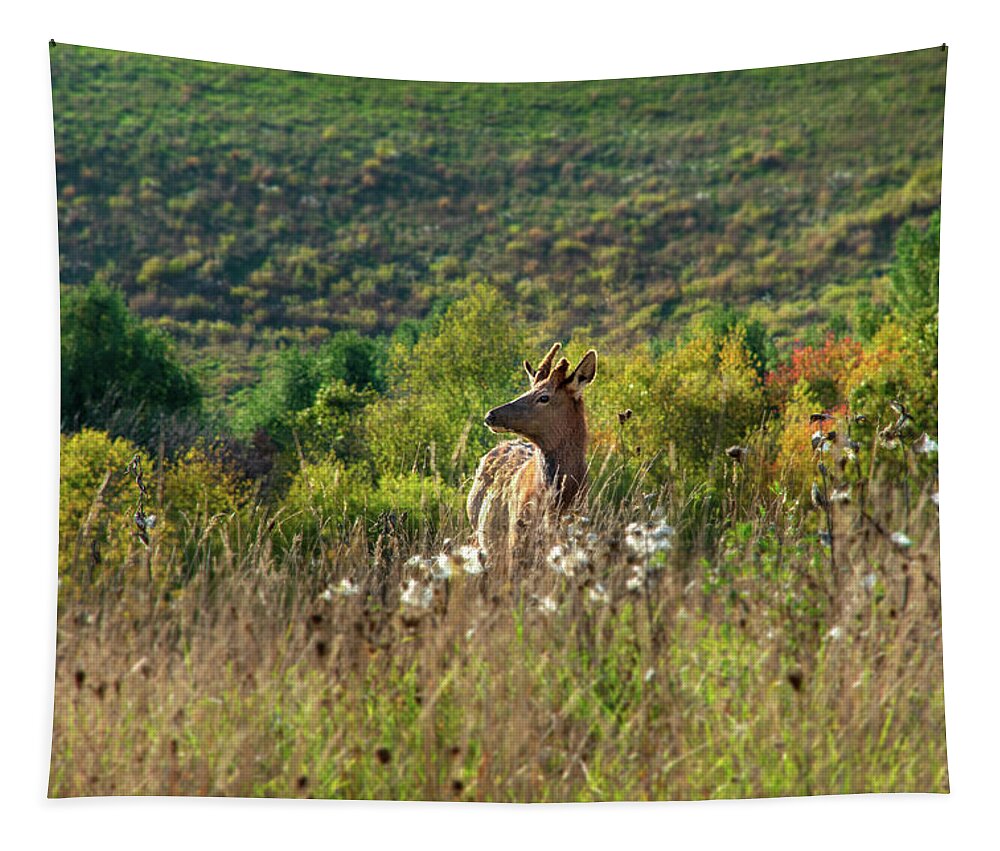 Elk Tapestry featuring the photograph Elk In Fall Field by Christina Rollo