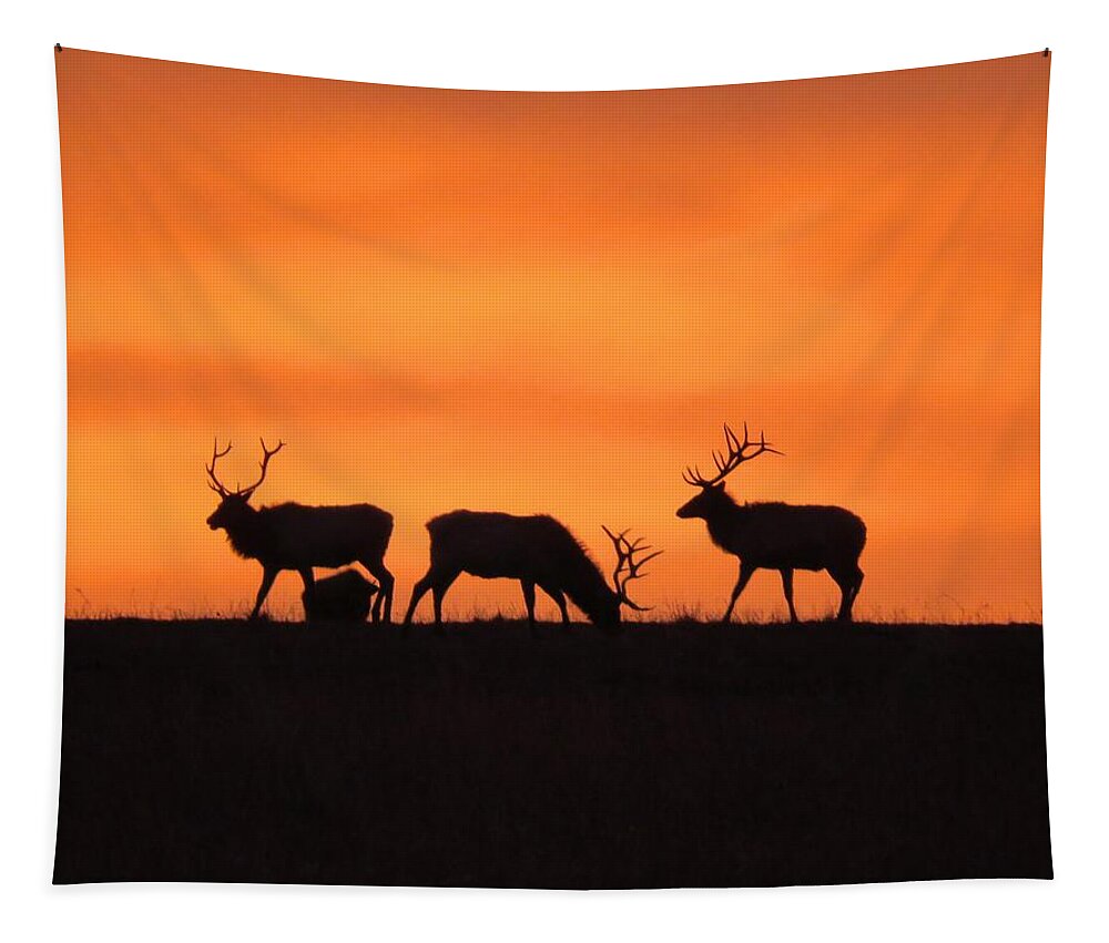 Elk Tapestry featuring the photograph Elk in the morning light by Keith Stokes