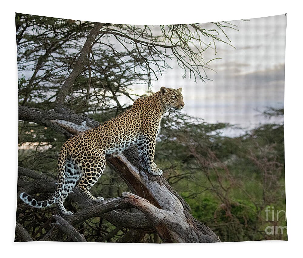 Animals Tapestry featuring the photograph Elusive Elegance by Sandra Bronstein