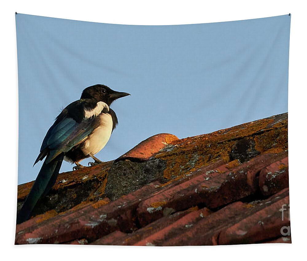 Colorful Tapestry featuring the photograph Eurasian Magpie Pica Pica on Tiled Roof by Pablo Avanzini