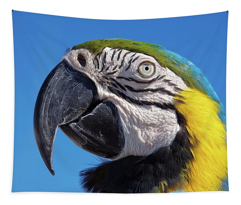 Parrot Tapestry featuring the photograph Eye contact - Colorful parrot's head by Tatiana Travelways