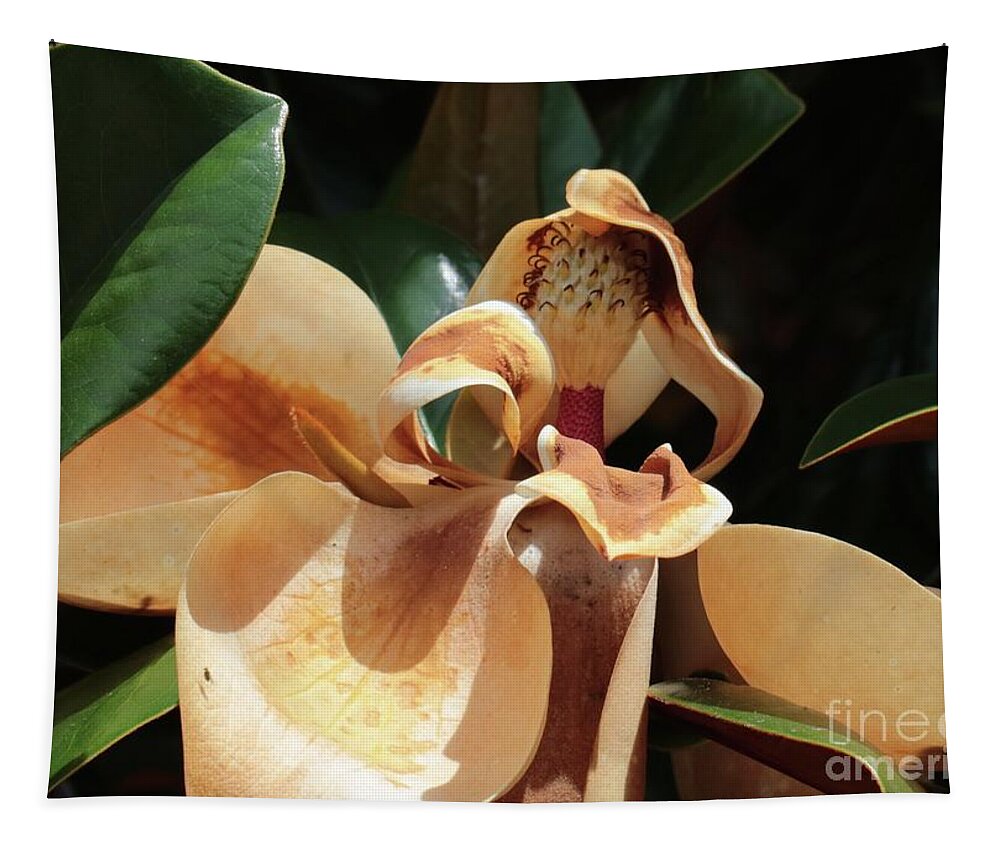 Magnolia Tapestry featuring the photograph Fading Magnolia Beauty by Carol Groenen