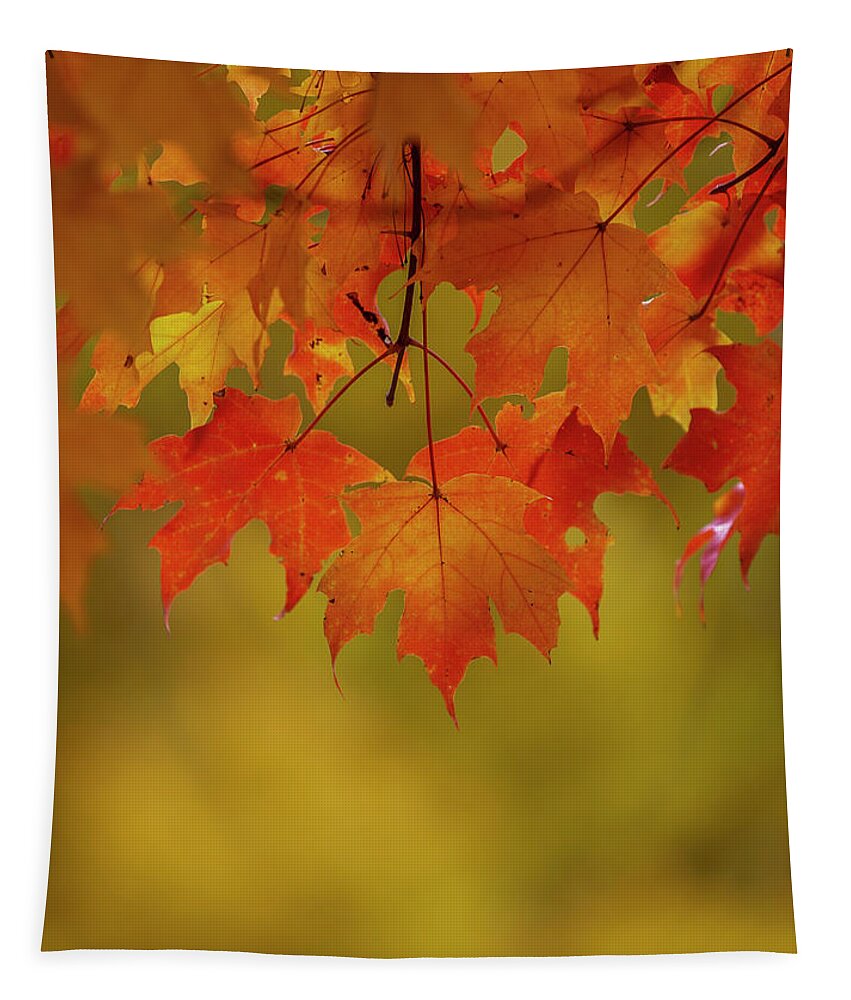 New England Tapestry featuring the photograph Fall Leaves by Rob Davies