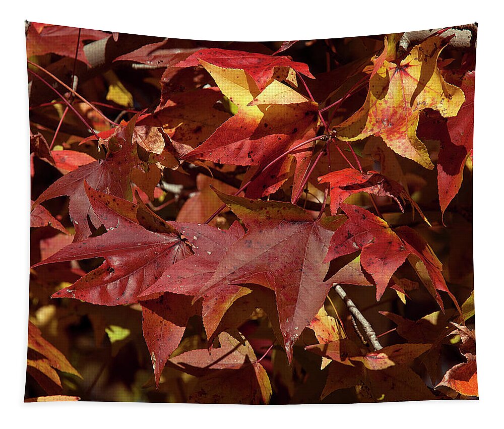 Sweetgum Family Tapestry featuring the photograph Fall Sweetgum Leaves DF004 by Gerry Gantt