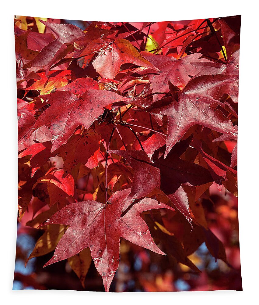 Sweetgum Family Tapestry featuring the photograph Fall Sweetgum Leaves DF005 by Gerry Gantt