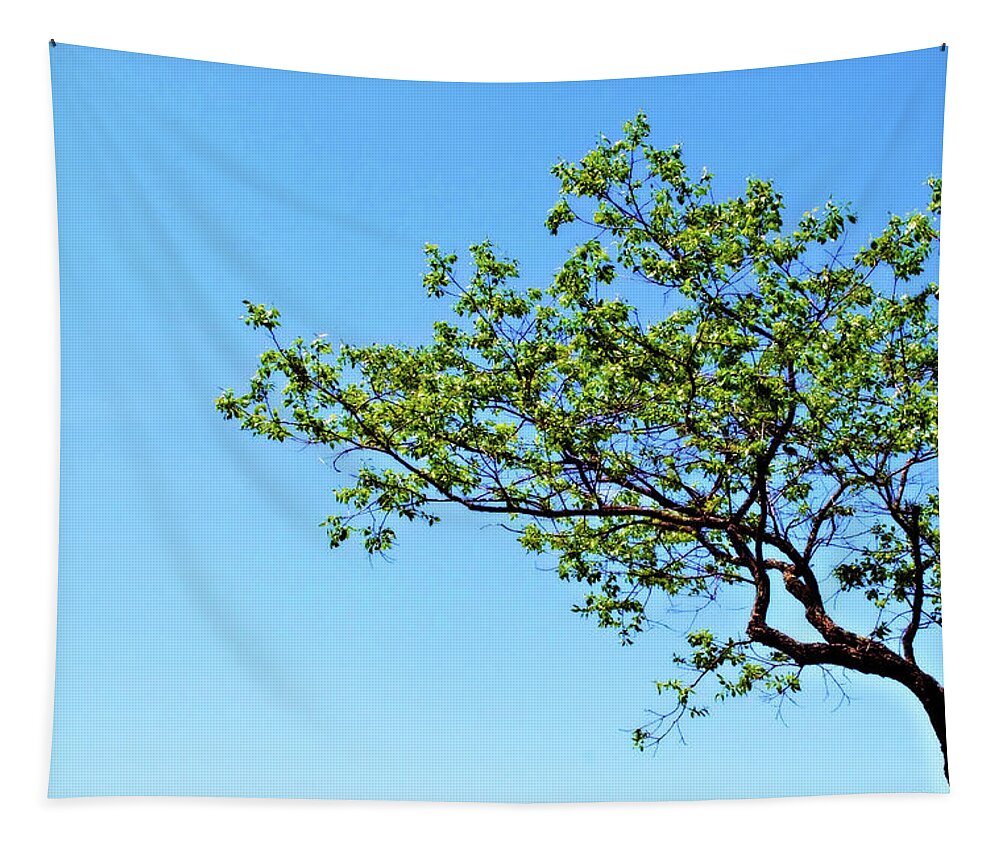 Tree Tapestry featuring the photograph Far Reaching by Michelle Wermuth
