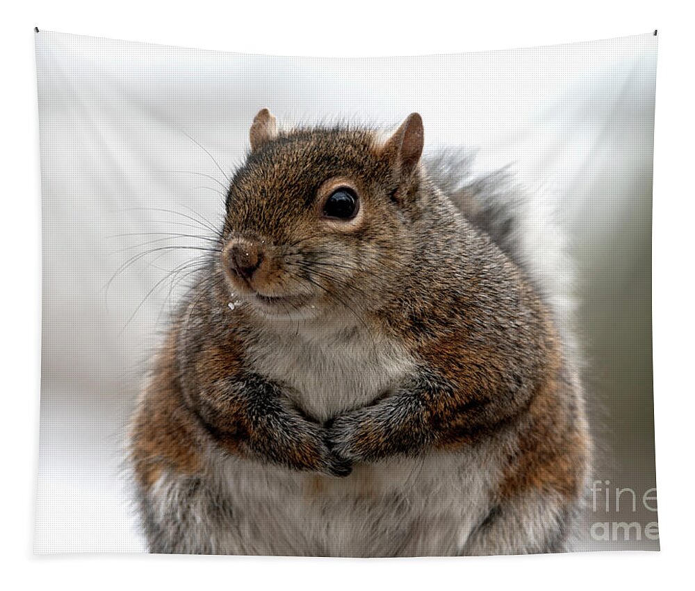 Squirrel Tapestry featuring the photograph Feeling Fluffy, Squirrel Photo by Sandra J's
