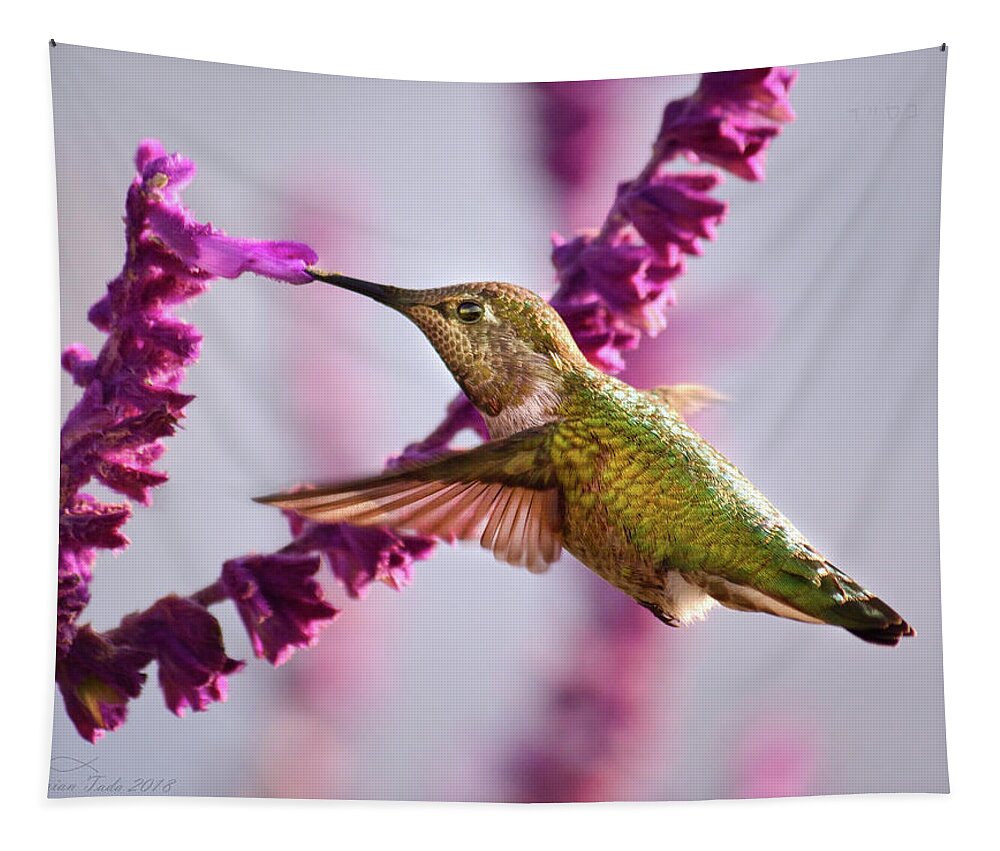 Anna's Tapestry featuring the photograph Female Annas Hummingbird and Salvia Flower, Side View by Brian Tada