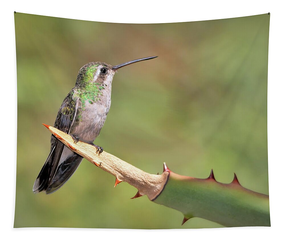 Hummingbirds Tapestry featuring the photograph Female Broad Billed Hummingbird by Elaine Malott