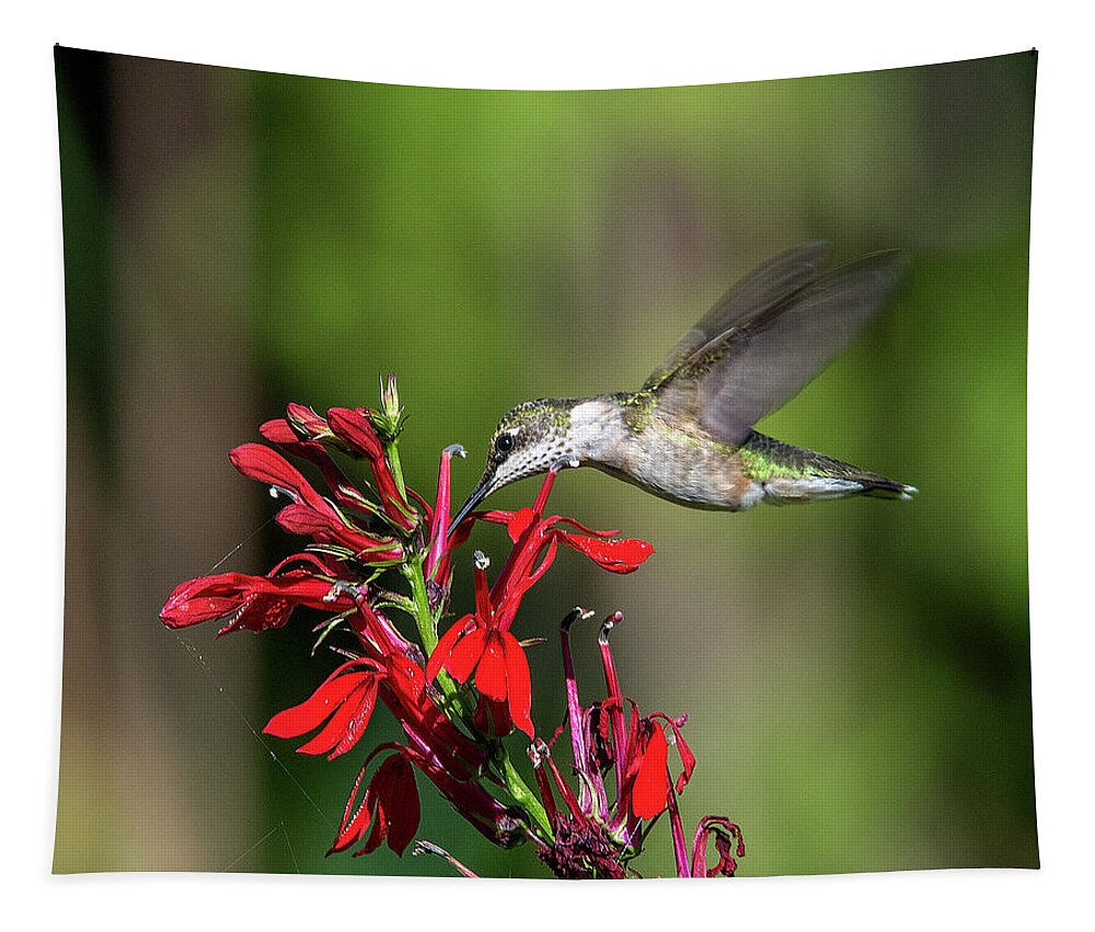 Nature Tapestry featuring the photograph Female Ruby-throated Hummingbird DSB0319 by Gerry Gantt