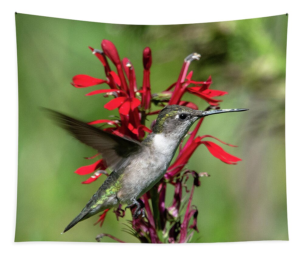 Nature Tapestry featuring the photograph Female Ruby-throated Hummingbird DSB0325 by Gerry Gantt