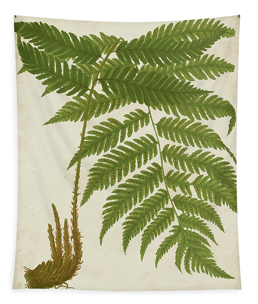 Botanical & Floral+ferns+botanical Study Tapestry featuring the painting Fern Trio II by Vision Studio