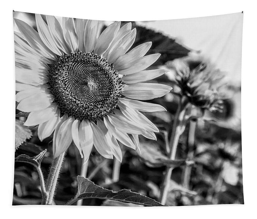 Flower Tapestry featuring the photograph Field of Flowers by Ray Silva