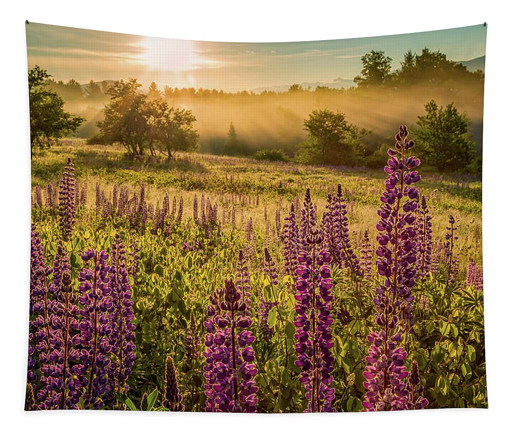 Amazing New England Artworks Tapestry featuring the photograph Fields Of Lupine by Jeff Sinon