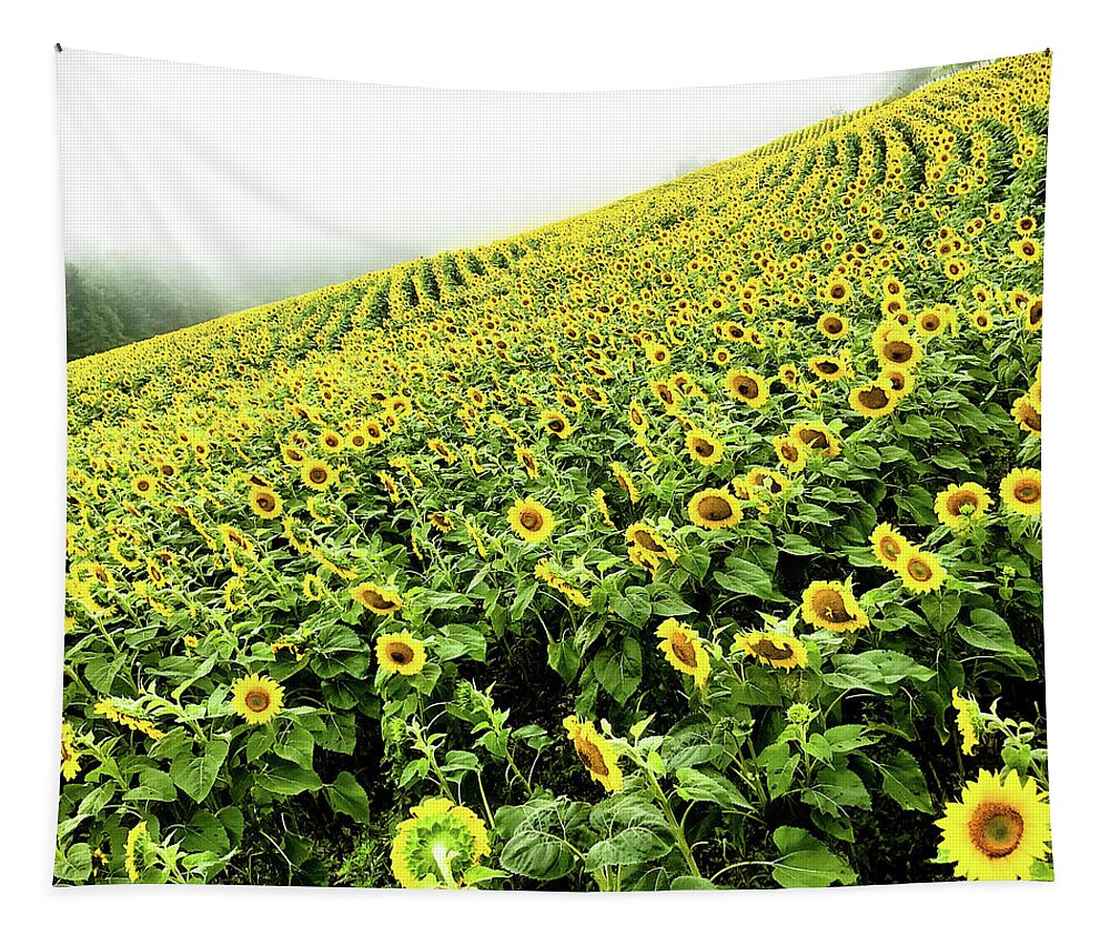 Sunflowers Tapestry featuring the photograph Fields of Yellow by Shane Kelly