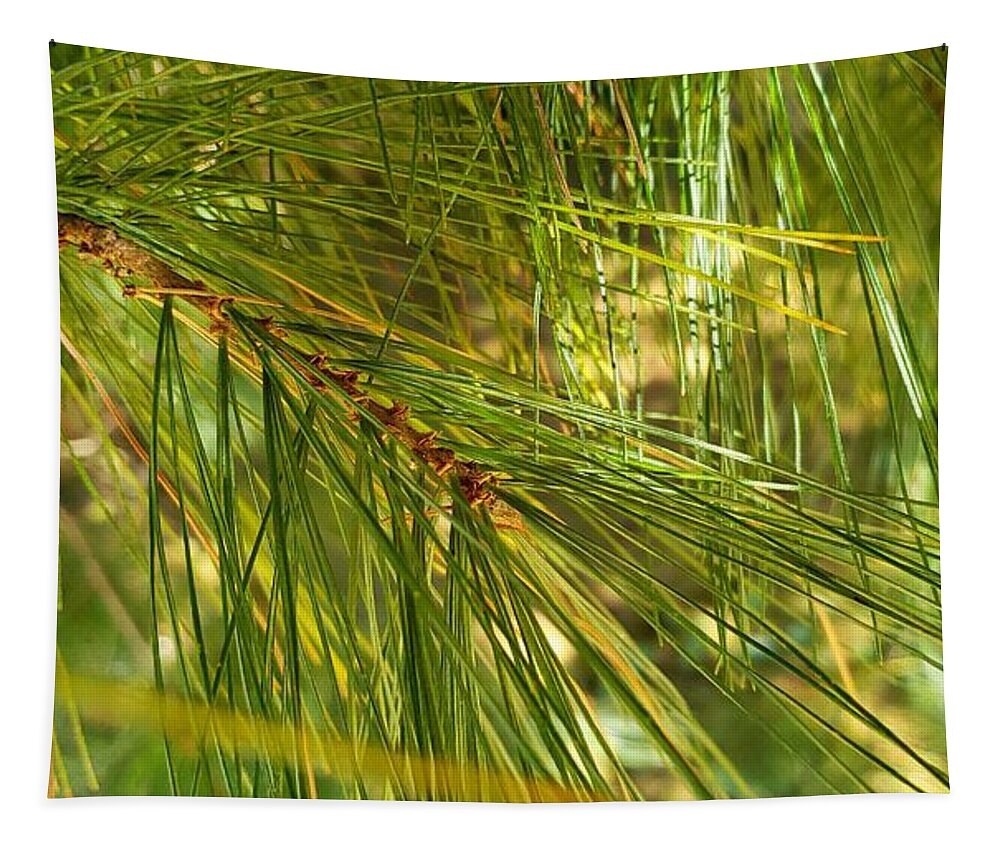 Pine Branch Tapestry featuring the photograph Filtered Sunlight by Karen Harrison Brown