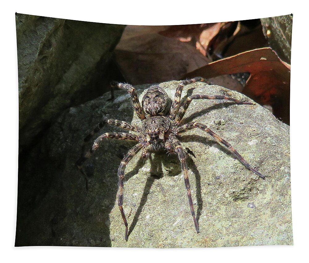 Spider Tapestry featuring the photograph Fishing Spider by Amy E Fraser