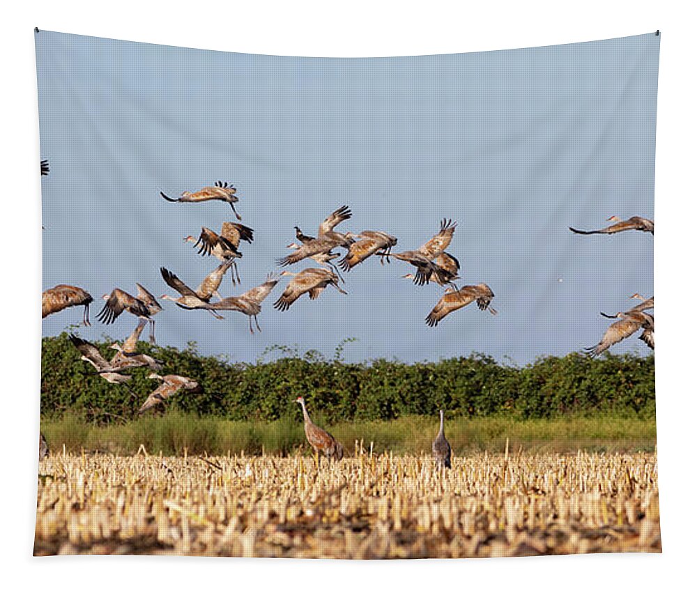 Cranes Tapestry featuring the photograph Flock of Cranes Take Off by Lisa Malecki