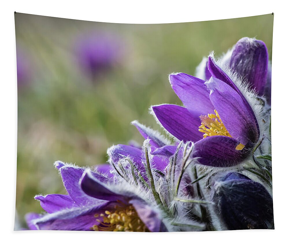Anemone Pulsatilla Tapestry featuring the photograph Flowering Anemone Pulsatilla by Torbjorn Swenelius