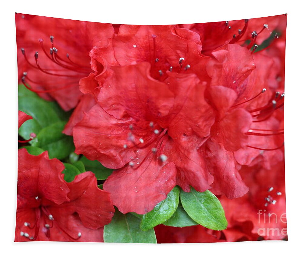 Flowers Blooming Tapestry featuring the photograph Flowers Blooming by Barbra Telfer