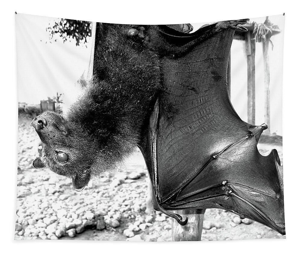 Bat Tapestry featuring the photograph Flying Fox Is Hanging by Inge Elewaut