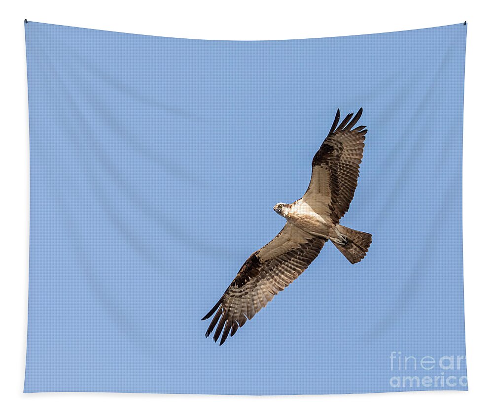 Photography Tapestry featuring the photograph Flying Osprey by Alma Danison