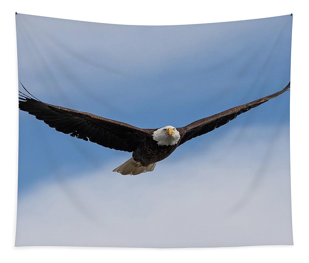 Bald Eagle Tapestry featuring the photograph Focused Bald Eagle Looks Ahead in Flight by Tony Hake
