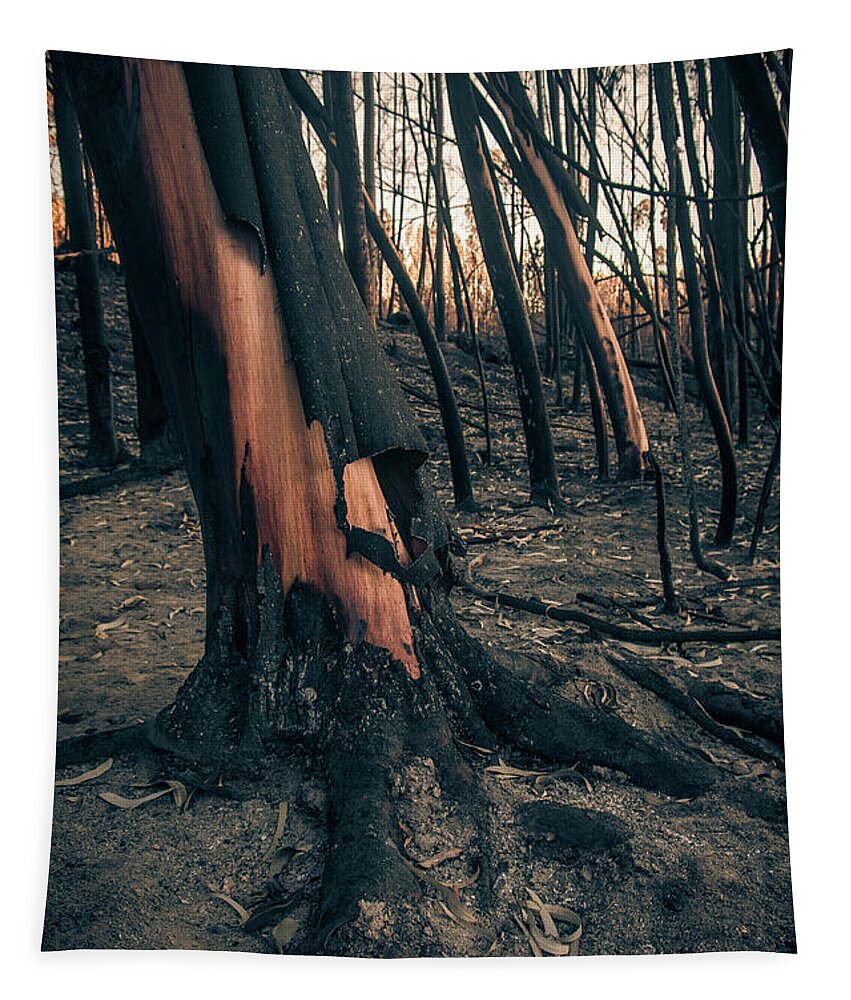 Trees Tapestry featuring the photograph Forest Fire by Carlos Caetano
