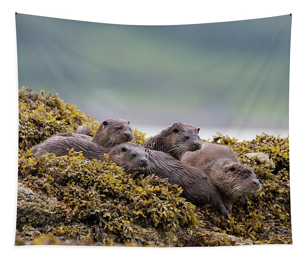 Otter Tapestry featuring the photograph Four Otters by Pete Walkden