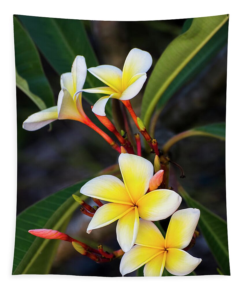 Frangipani Tapestry featuring the photograph Frangipani Beauty by Ginger Stein