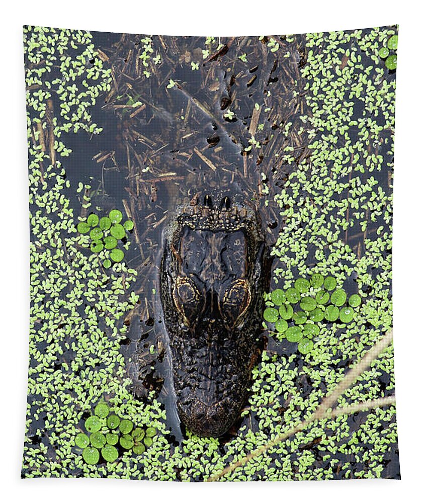 Alligator Tapestry featuring the photograph From the Sticks by Michael Allard