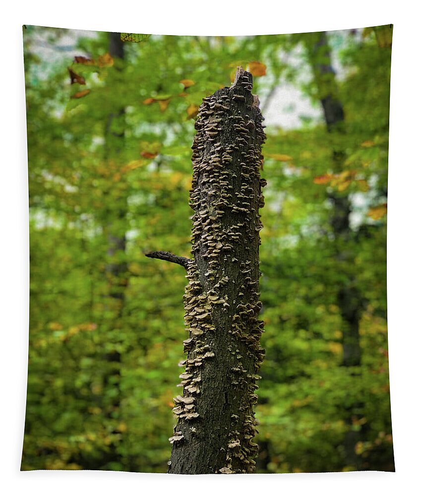 Trees Tapestry featuring the photograph Fungus Among Us by Lora J Wilson