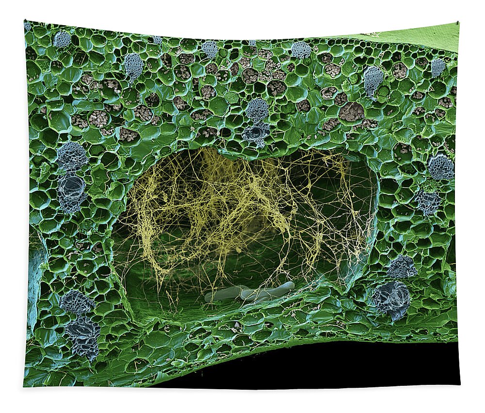 Banana Tapestry featuring the photograph Fusarium Oxysporum, Sem by Oliver Meckes EYE OF SCIENCE