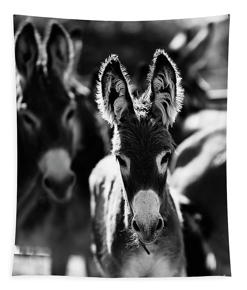 Burros Tapestry featuring the photograph Fuzzy Eared Burro by Carien Schippers