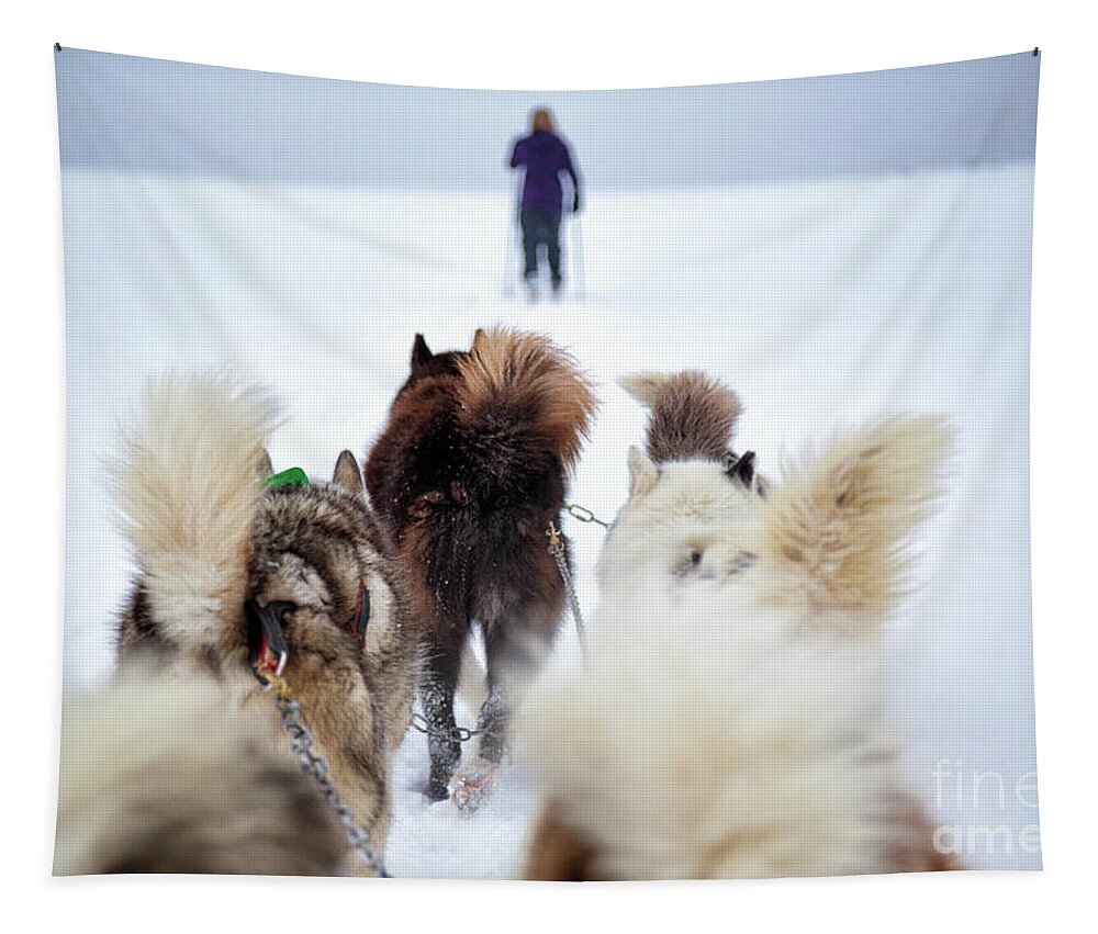 Dog Tapestry featuring the photograph Fuzzy Tails Across the Snow by Becqi Sherman