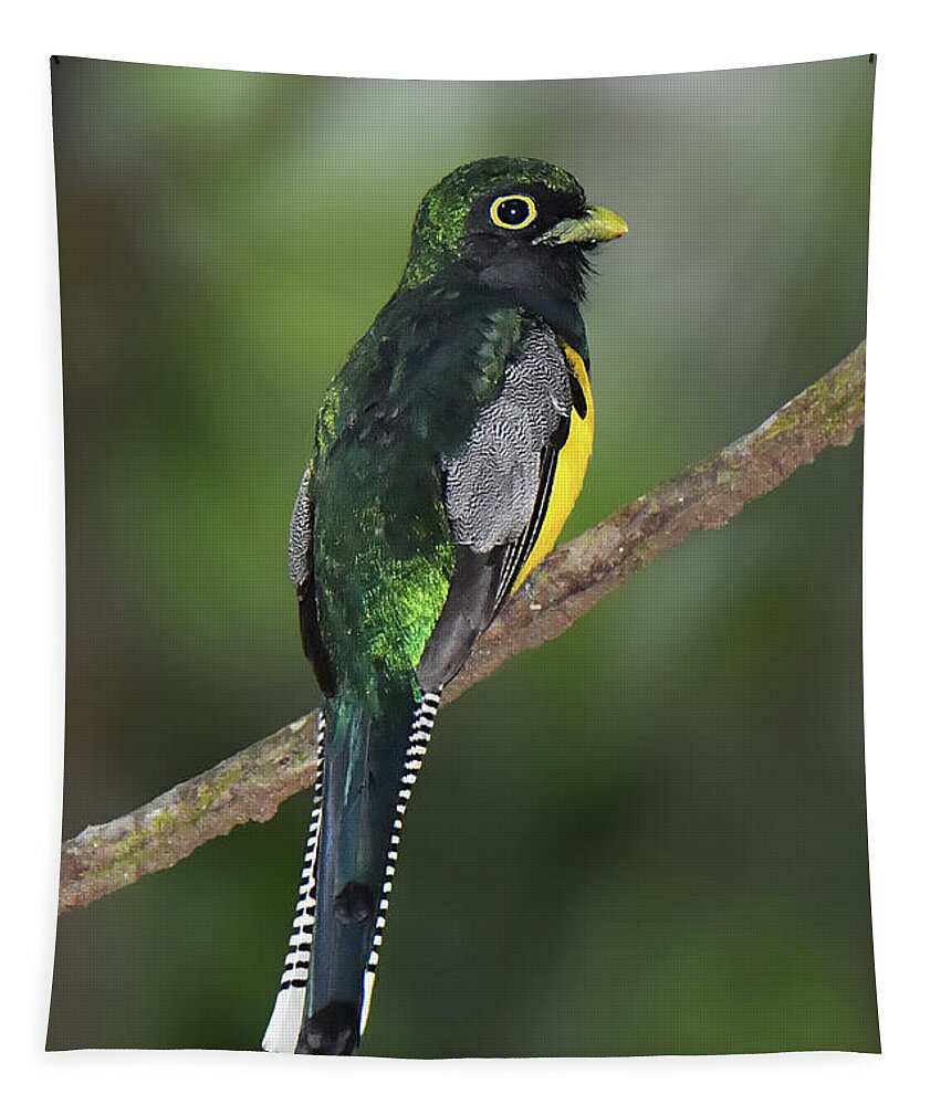 Neotropical Bird Tapestry featuring the photograph Gartered Trogan by Alan Lenk
